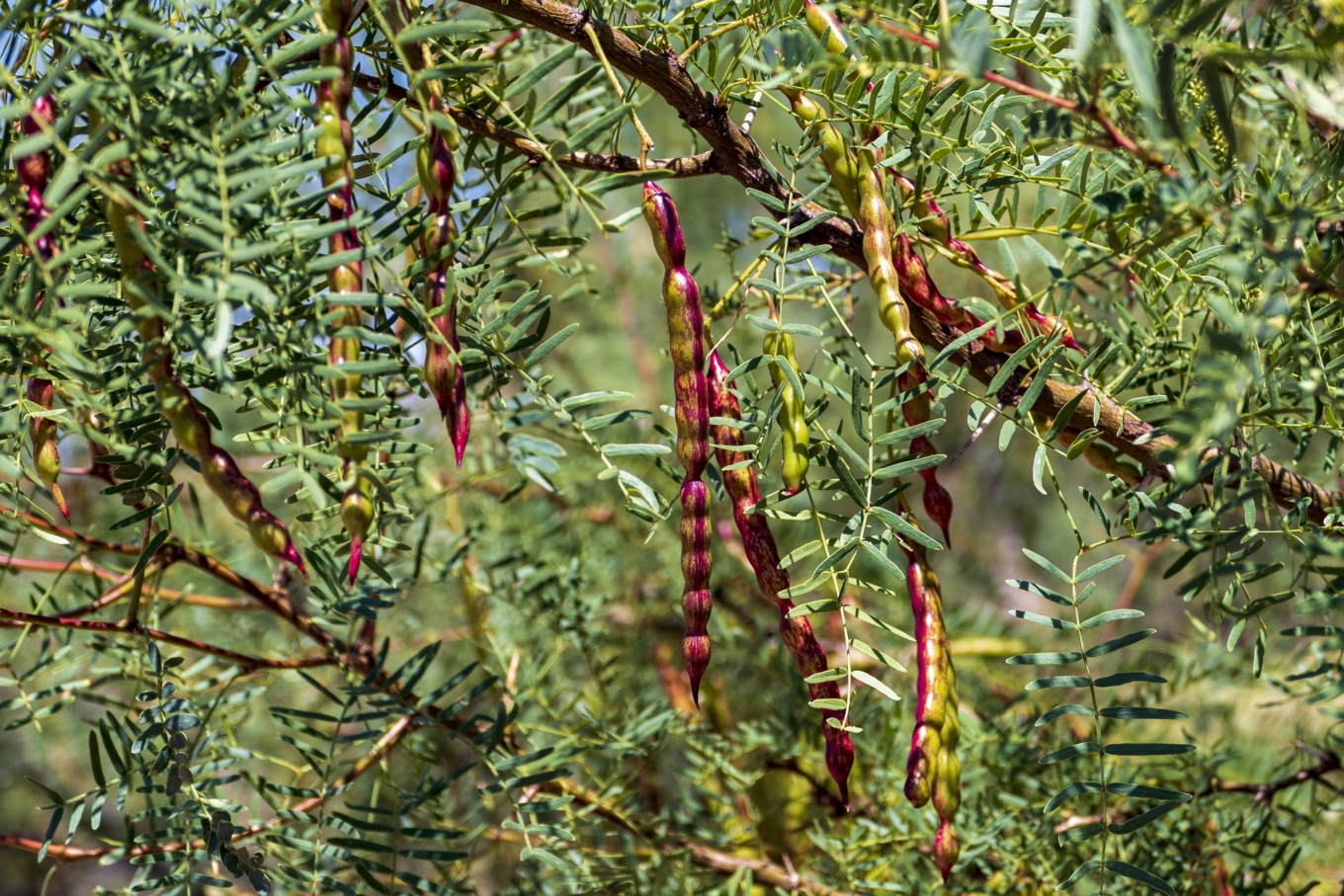 Mesquite pods growing on a tree